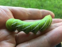 Hornworm