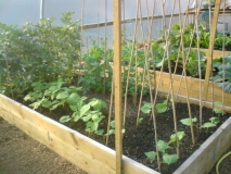 Peas & Beans