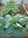 Brassicas