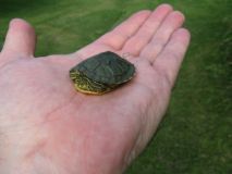 Baby turtle