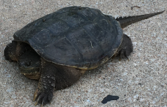 snapping turtle 1