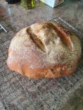 bloomer