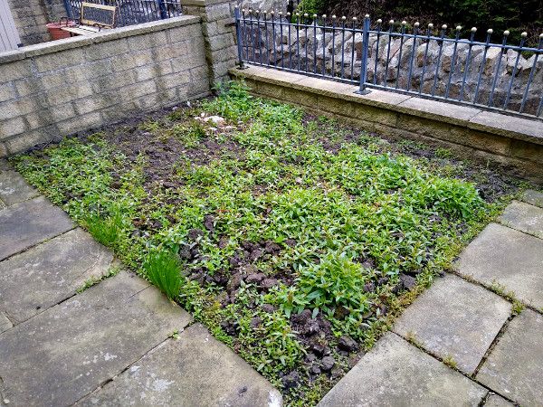 Front garden wildfower meadow 140622