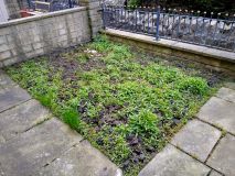Front garden wildfower meadow 140622