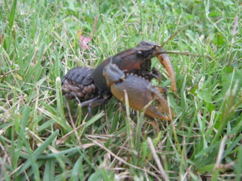 crawdad