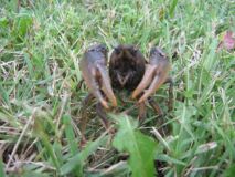 crawdad2