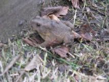 toad