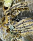 Tizers mystery object 040722