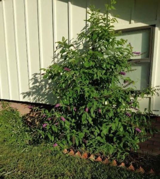 bush 1