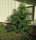 bush 1