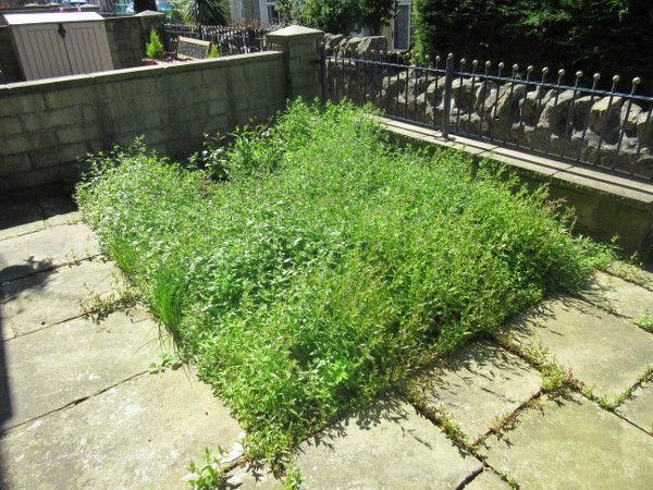 front garden 070722
