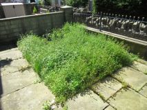 front garden 070722