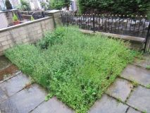 Front Garden 130722