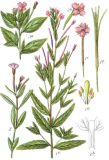 chickweed_willowherb_Epilobium