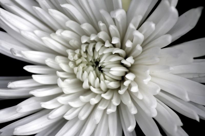 White Chrysanthamum