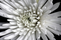 White Chrysanthamum
