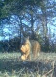 squirrel 1