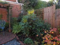 Mahonia