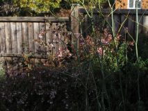 Abelia