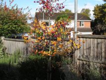 Prune-leaved Hawthorn - Crataegus persimilis 'Prunifolia'