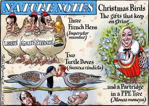 Xmas birds cartoon 2022