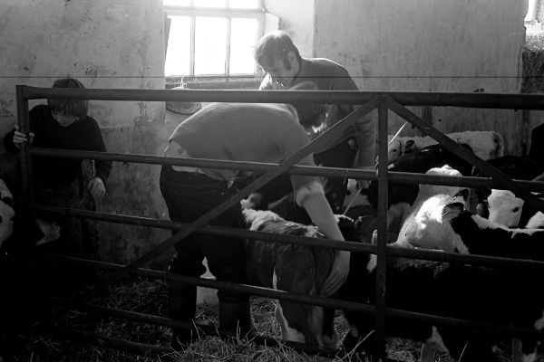 Feeding calves 1976