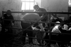 Feeding calves 1976