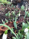 Snowdrops in Thornton 130103
