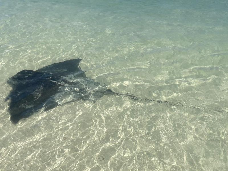 Stingray in Hamelin Bay WA