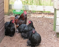 Bantams