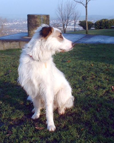 Jack the lurcher on Letcliffe101204