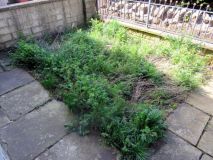 Front Garden 190423