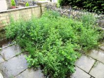 Front Garden 110523