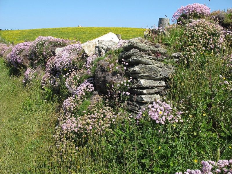 Thrift groing on a cliff near Tintagel