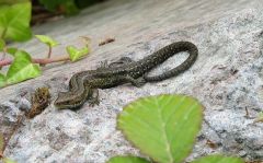 A native lizard (Lacerta) at Poltesco