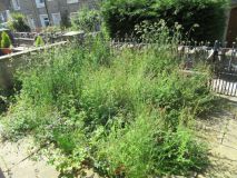 Front Garden 050623