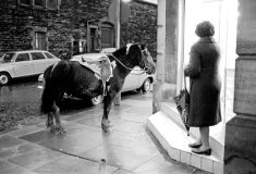 CentralCoopHorse1968