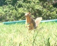 squirrel 2