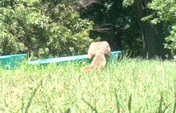 squirrel 1