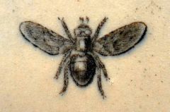Fly on Urinal