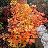 Cotinus_coggyria_Golden_Spirit