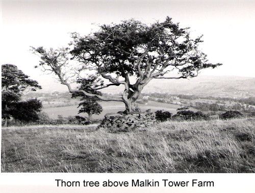 Malkin Thorn