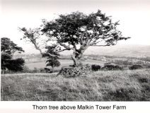 Malkin Thorn