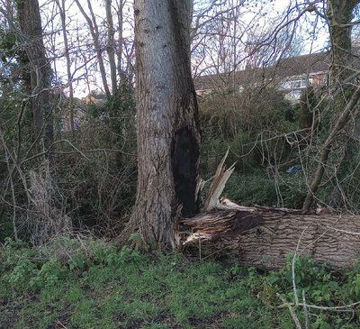 poplar felled by wind Taunton_1