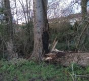 poplar felled by wind Taunton_1