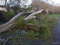 poplar felled by wind Taunton_2