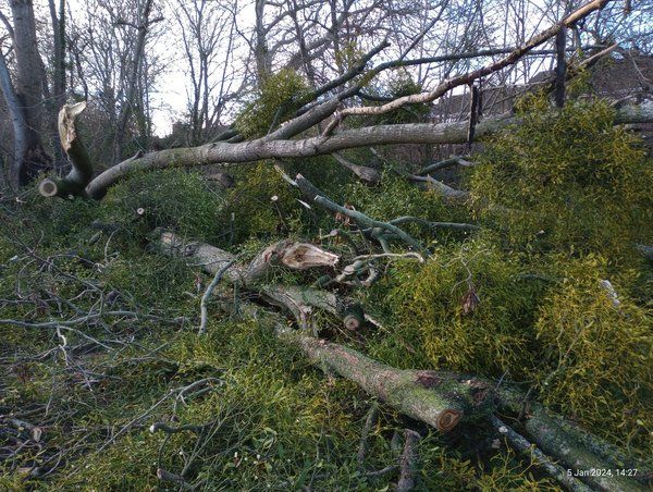 poplar felled by wind Taunton_3