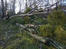 poplar felled by wind Taunton_3