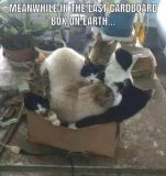 last_box