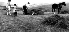 Horse drawn sledge 1969